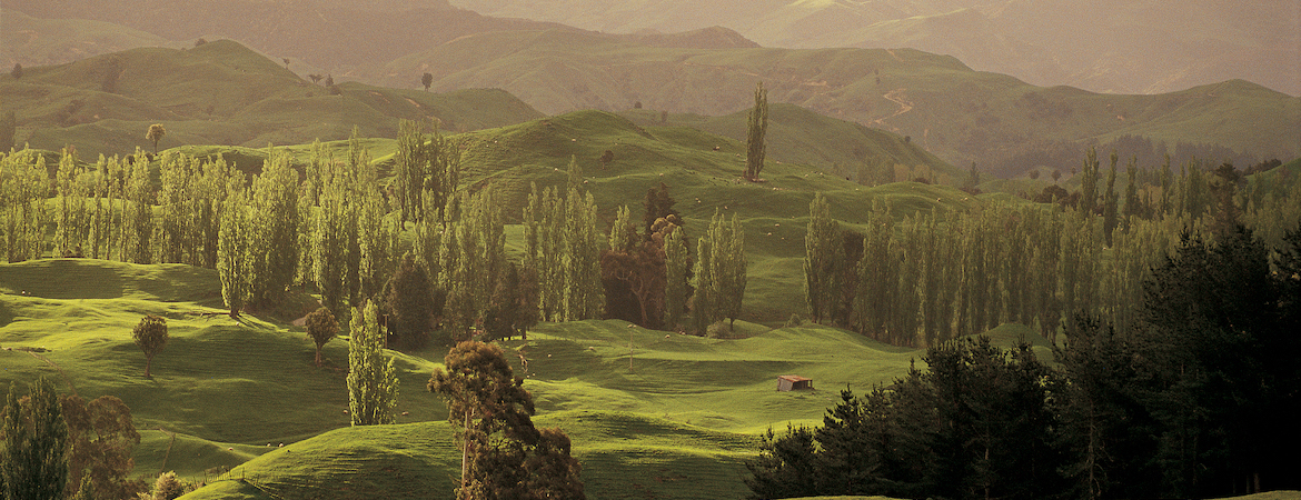 New Zealand Invites You To Join Them In Planting A ‘Forest of Hope’ 