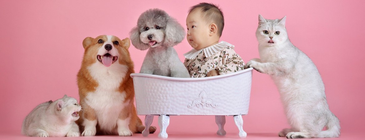 Online Pet Shops in Singapore