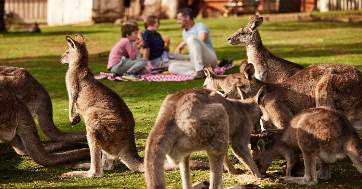 Bonorong wildlife sanctuary australia