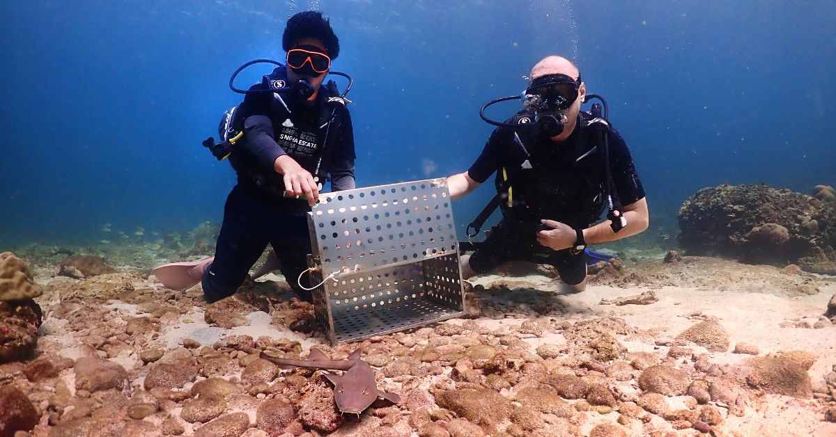 Released Bamboo Sharks into the Andaman Sea 