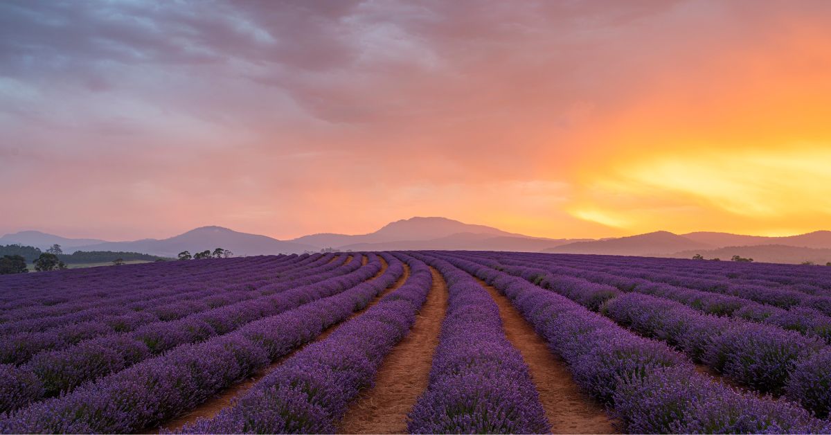 Walk Through the Bridestowe Lavender Farm in Tasmania’s Countryside