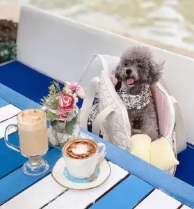 pet friendly cafe near me